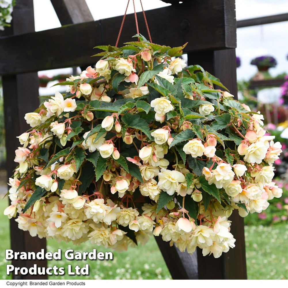Thompson & Morgan Begonia Belina Vanilla Preplanted Basket 10in (25cm) X 1