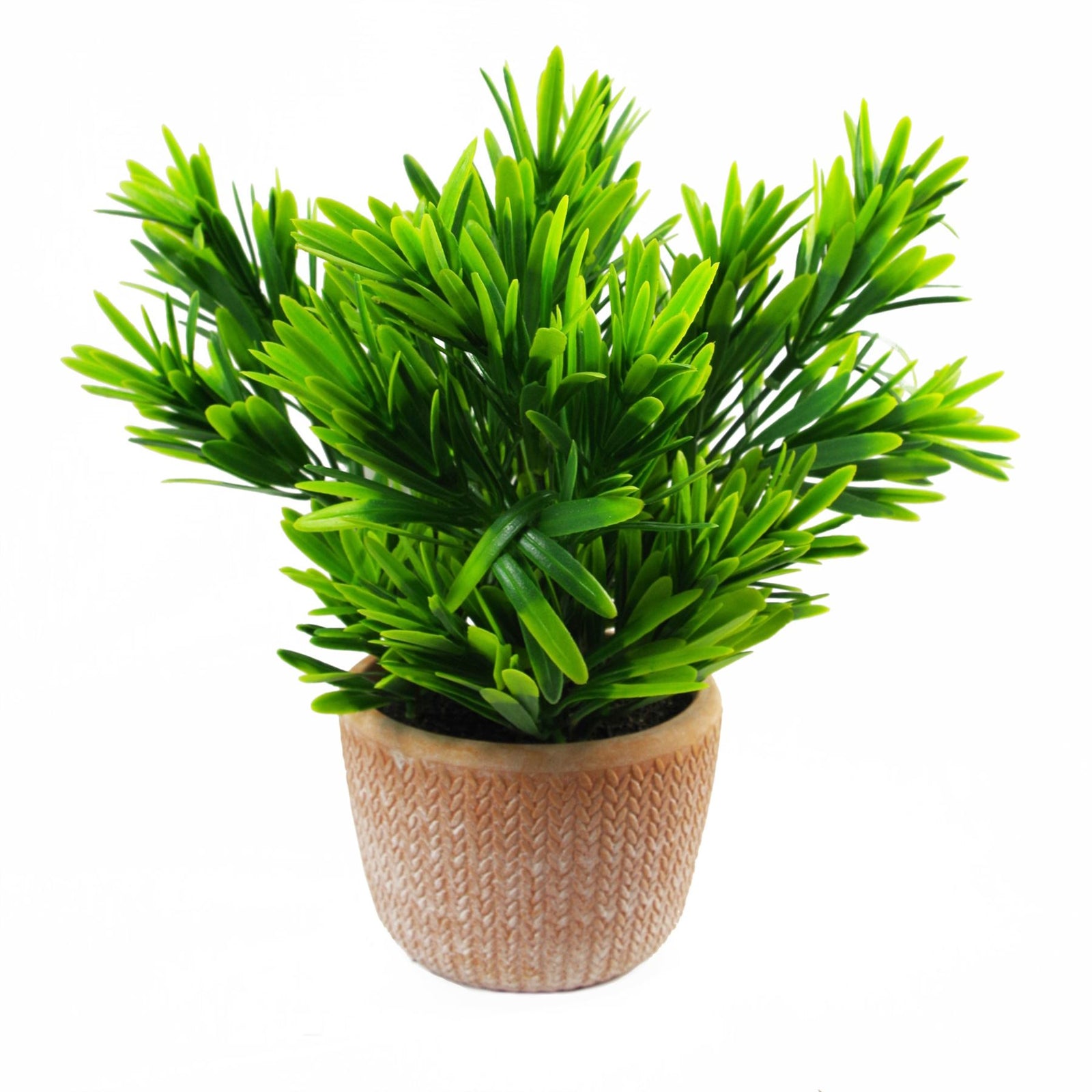 22cm Honey Plant Dark Green In Terracotta Pot