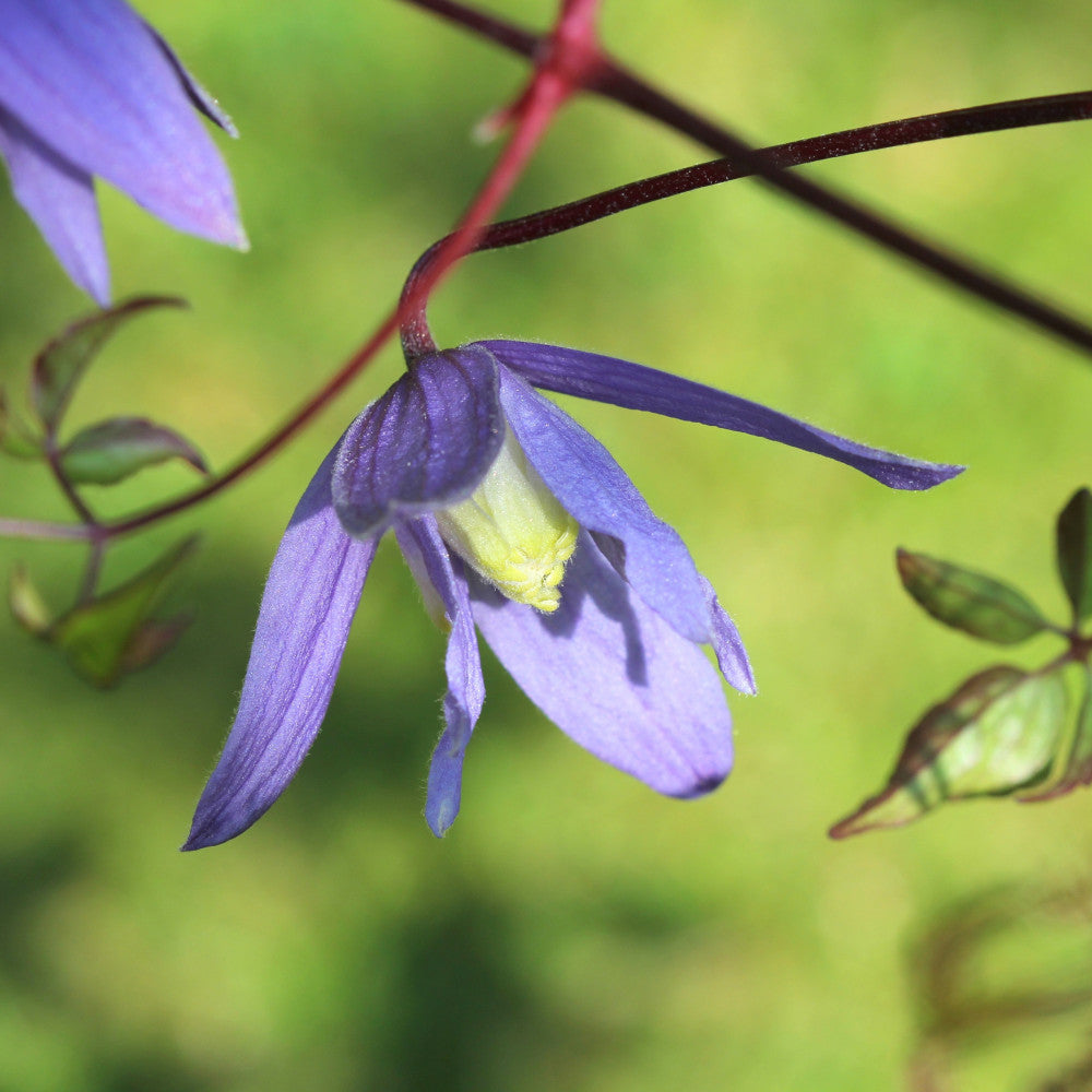 Dancing Clematis Collection - A Trio Of Alpine Climbers In 7cm Pots