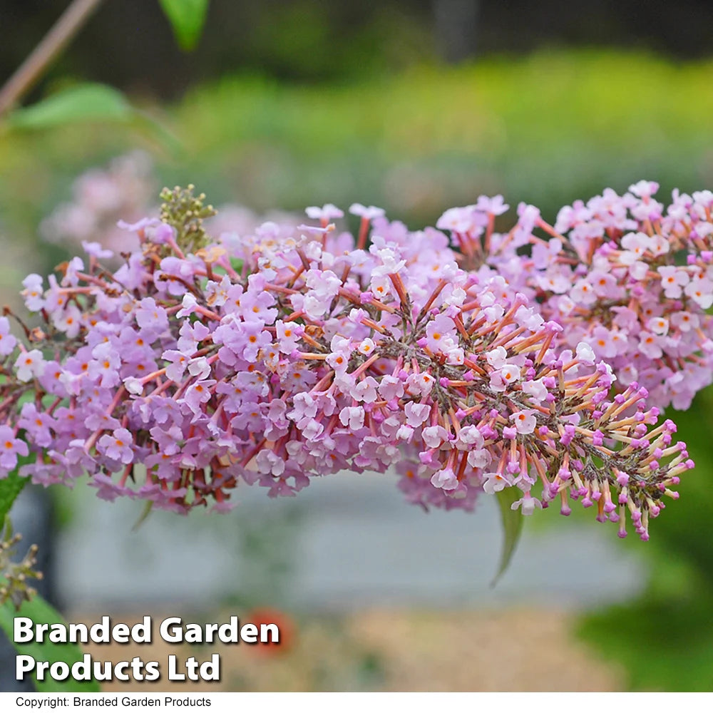 Thompson & Morgan Buddleja Davidii Pink Delight 9cm Potted Plant X 1