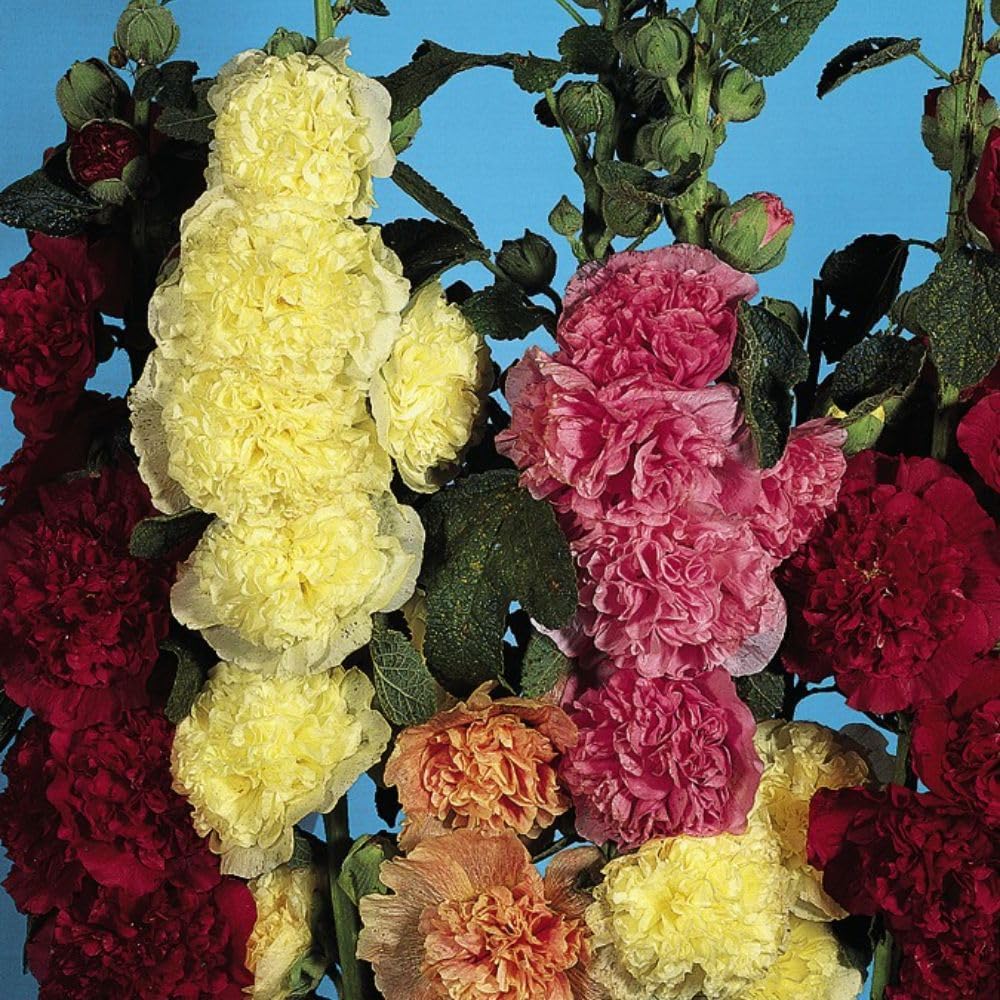 Hollyhock Chater's Double Mixed Double Blooms For Cottage Gardens Garden Ready Plants | 12 x Garden Ready Plants