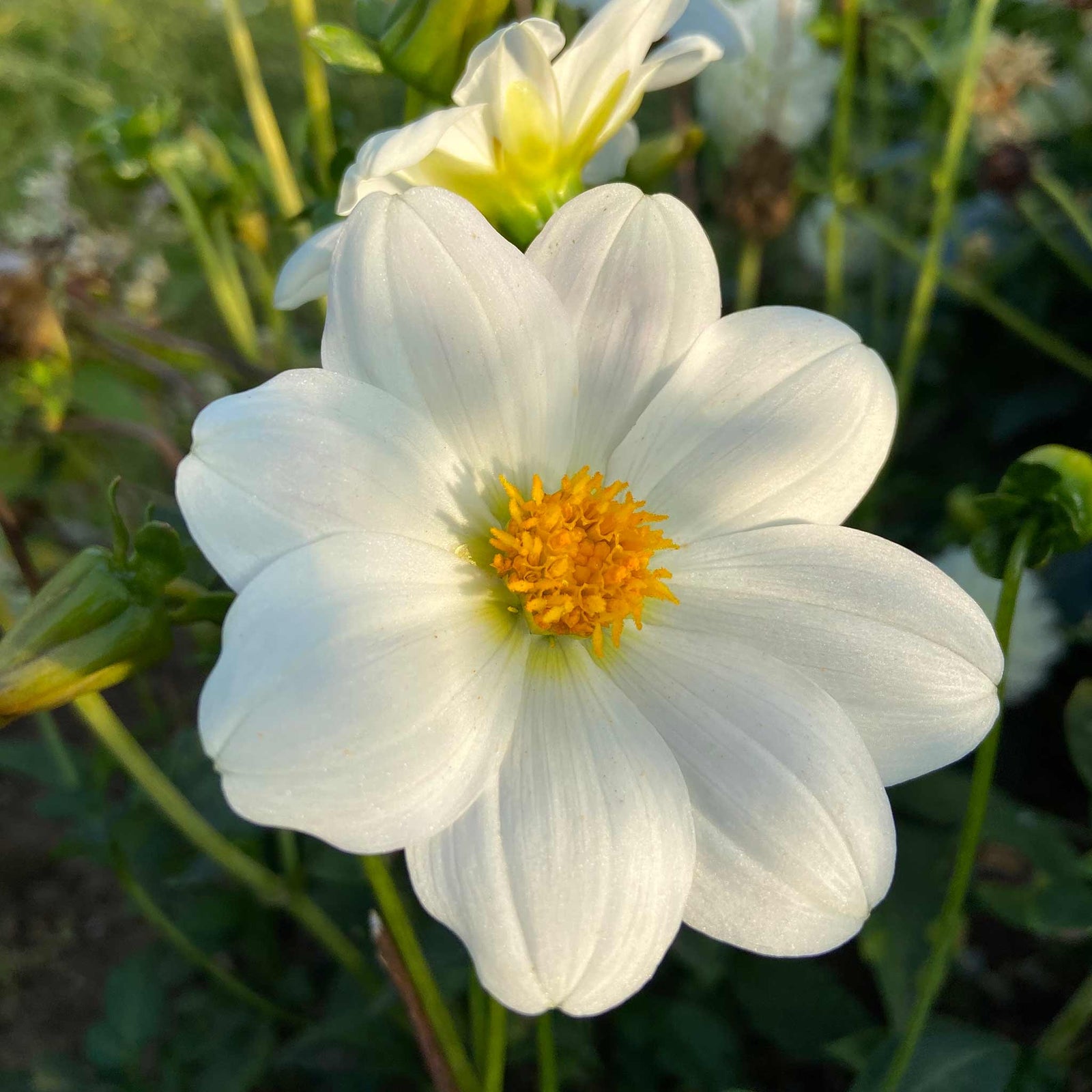 Dahlia 'sneezy' Tuber - Yellow With Orange Halo