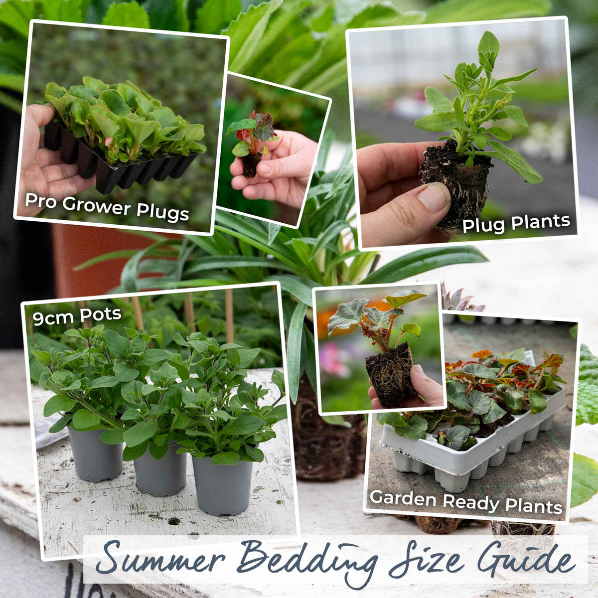 Antirrhinum Collection — Snap In Snapdragons, 3 Varieties, 6 Or 12 Plug Plants | Set of 6 | Multi Colour