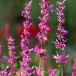 Slug Smart Perennial Collection - 2l Garden Ready Pots. | Set-of-6 | Multi
