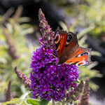Buddleja 'candy Little Purple' (dwarf Butterfly Bush) | 1 x 7.5L | Purple