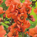 Chaenomeles Salmon Horizon Japanese Quince Flowering Shrub 3-4ft In A 2/3 Litre Pot