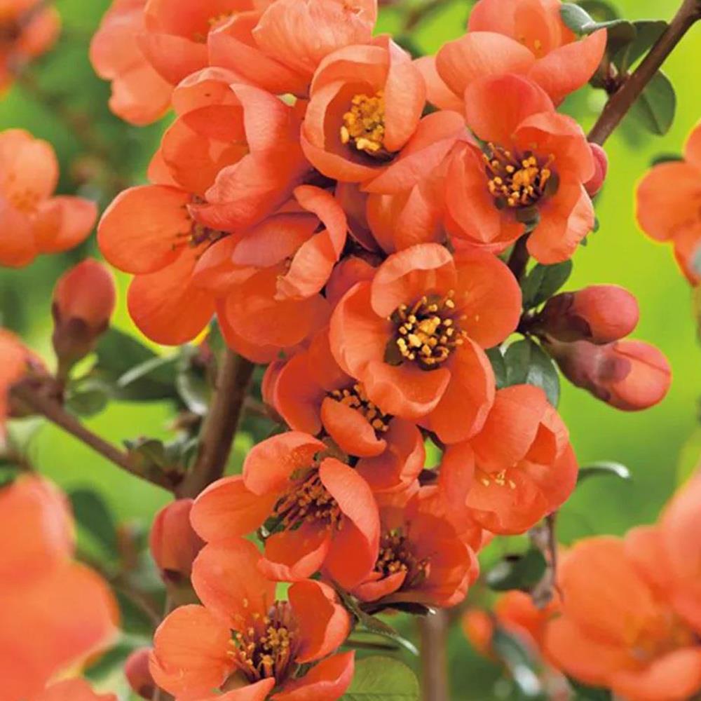 Chaenomeles Salmon Horizon Japanese Quince Flowering Shrub 3-4ft In A 2/3 Litre Pot