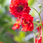 Geum Mrs Bradshaw - Bright Long Lasting Summer Colour - 3 x 9cm Pots | 3 x 9cm | Red