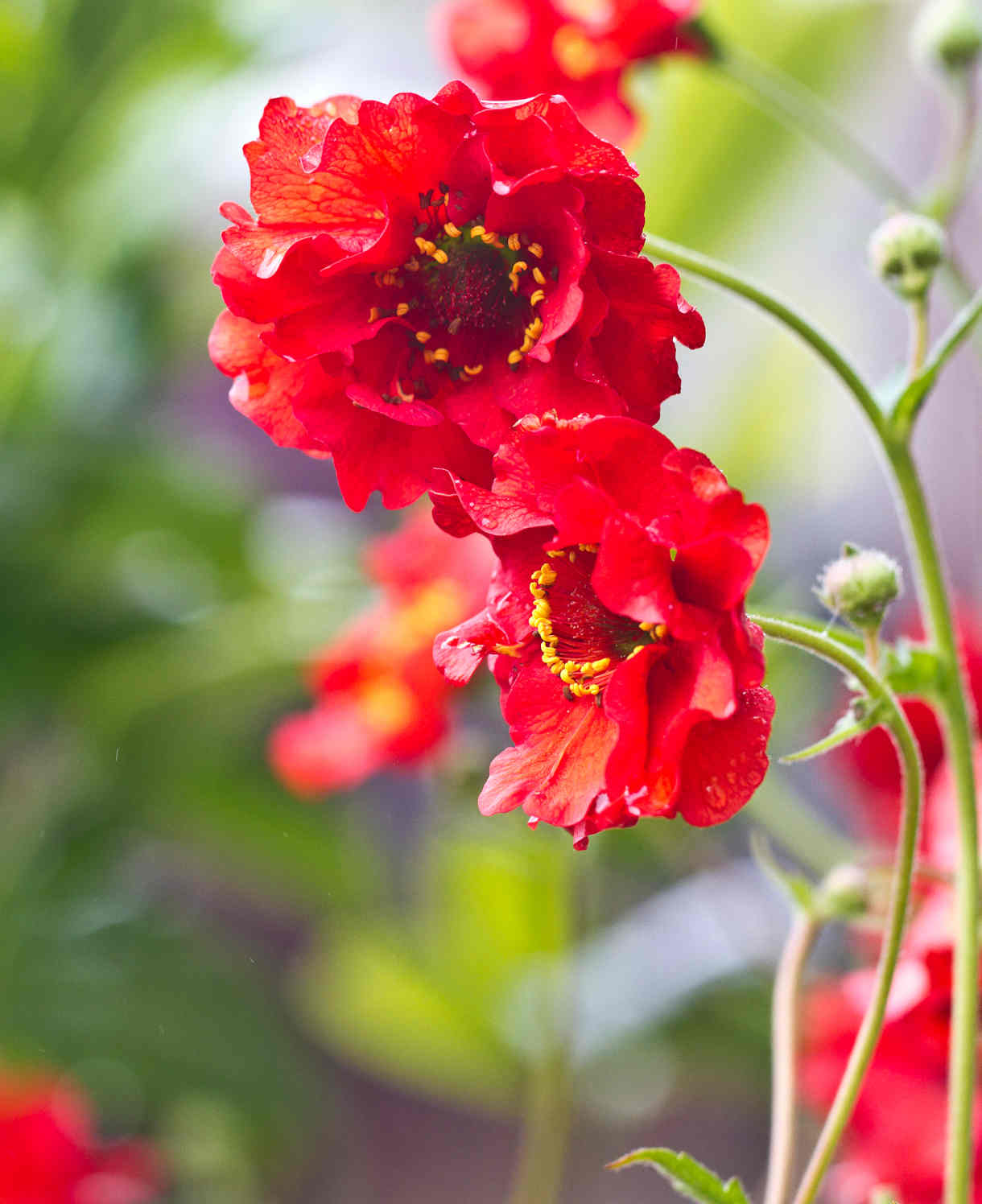Geum Mrs Bradshaw - Bright Long Lasting Summer Colour - 3 x 9cm Pots | 3 x 9cm | Red