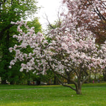 1x 5ft Large Magnolia Soulangeana Tree Fragrant Shrub