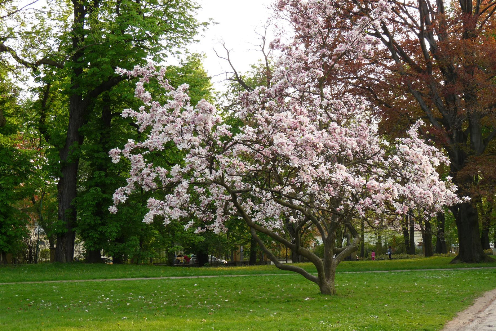 Magnolia Soulangeana Plant Tree 100cm Tall Large In A 3 Litre Pot