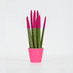 Snake Plant Velvet Touch - Sansevieria Cylindrica - Height 20-40cm - ⌀9cm | Pink