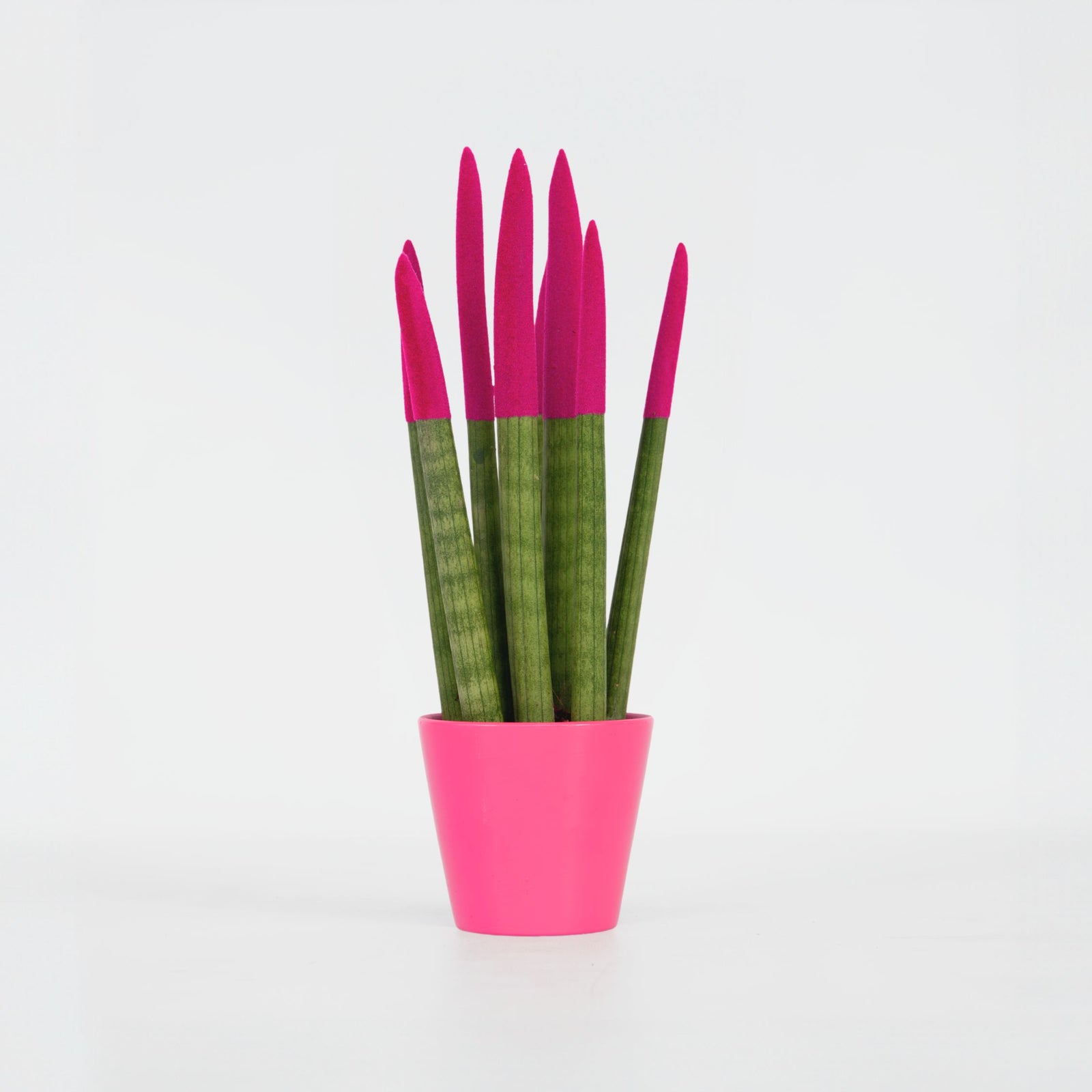 Snake Plant Velvet Touch - Sansevieria Cylindrica - Height 20-40cm - ⌀9cm | Pink