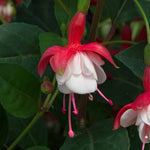 Fuchsia Hardy Collection | 6 x Jumbo Plugs | Multi