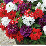 Verbena Quartz Mixed Garden Ready Plants - Brightly Coloured Annuals | 48 x Garden Ready Plants