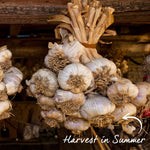 Pre-rooted Garlic 'mersley Wight' Softneck, Isle Of Wight, Pre-rooted Cloves | Set of 12 | Multi