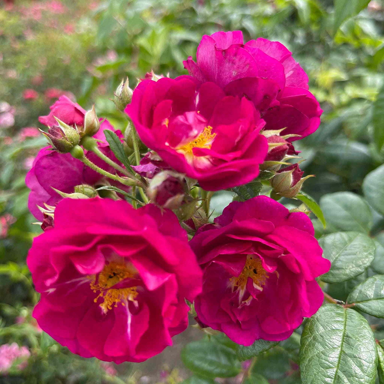 Rose 'siluetta Purple' (repeat-flowering Rambling Rose) Bare Root | Single | Purple