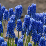 Muscari 'blue Magic' | 20 x Bulbs | Blue