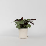 Never Never Plant - Ctenanthe Burle-marxii 'amagris' - Height 25-35cm - ⌀14cm | Set of 1 | Green