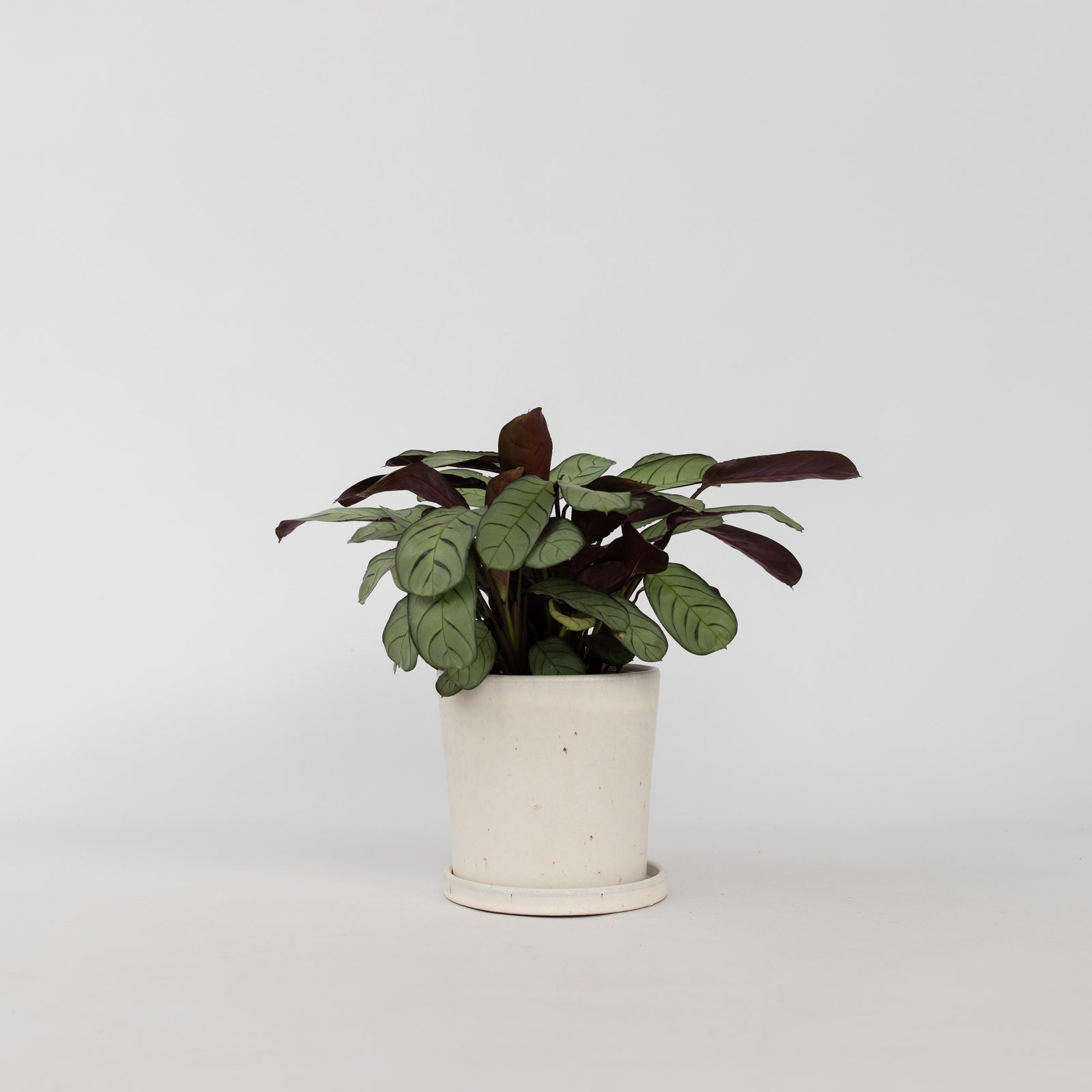 Never Never Plant - Ctenanthe Burle-marxii 'amagris' - Height 25-35cm - ⌀14cm | Set of 1 | Green