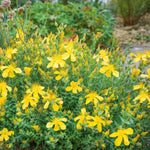 St Johns Wort 'hypericum Perforatum' | 3 x 9cm