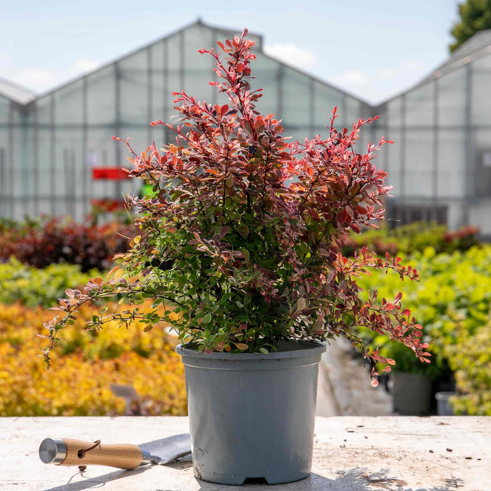 Berberis Thunbergii 'pink Bird' Shrub | 1 x 3L