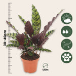 Rattlesnake Plant - Goeppertia Insignis - Height 30-40cm - ⌀12cm | Set of 1 | Red