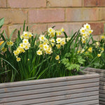 Daffodil 'minnow' Dwarf Fragrant Rhs Agm | 20 x Bulbs | Teal & Yellow
