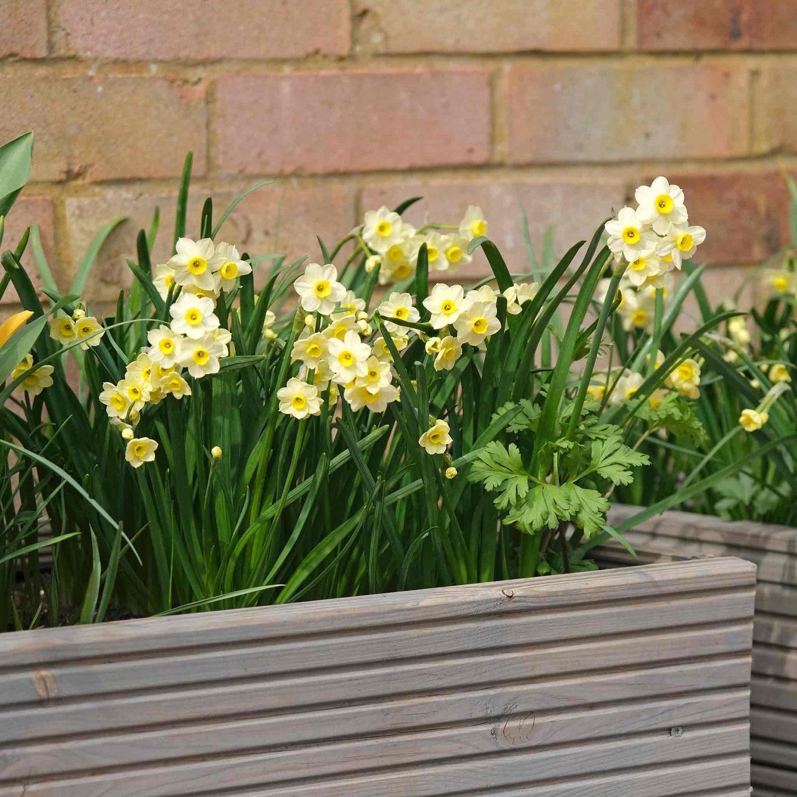 Daffodil 'minnow' Dwarf Fragrant Rhs Agm | 20 x Bulbs | Teal & Yellow