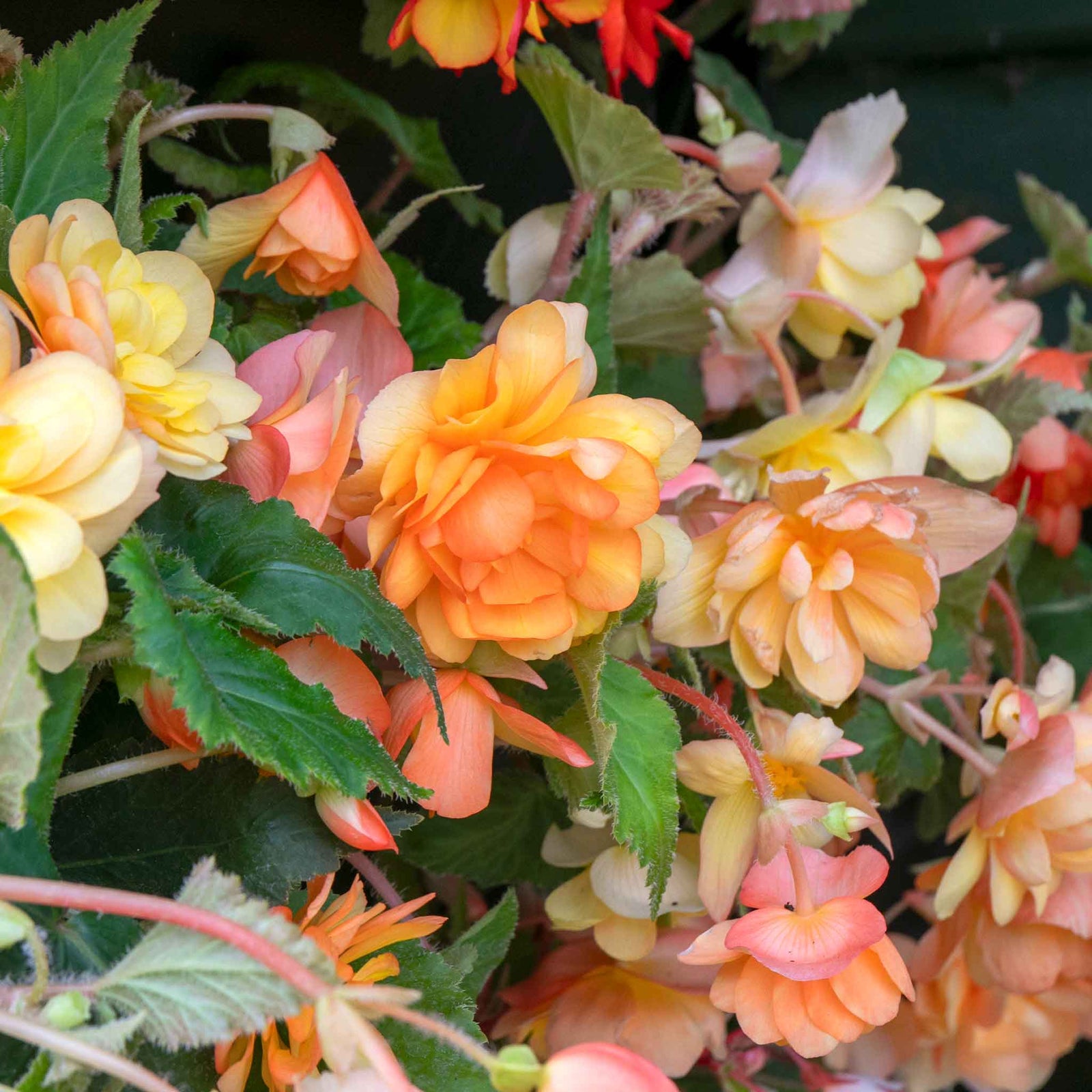 Begonia 'illumination Apricot Mix' - Apricot & Lemon Cascading Blooms 30cm | 20 x Pro Grower Plugs | Yellow