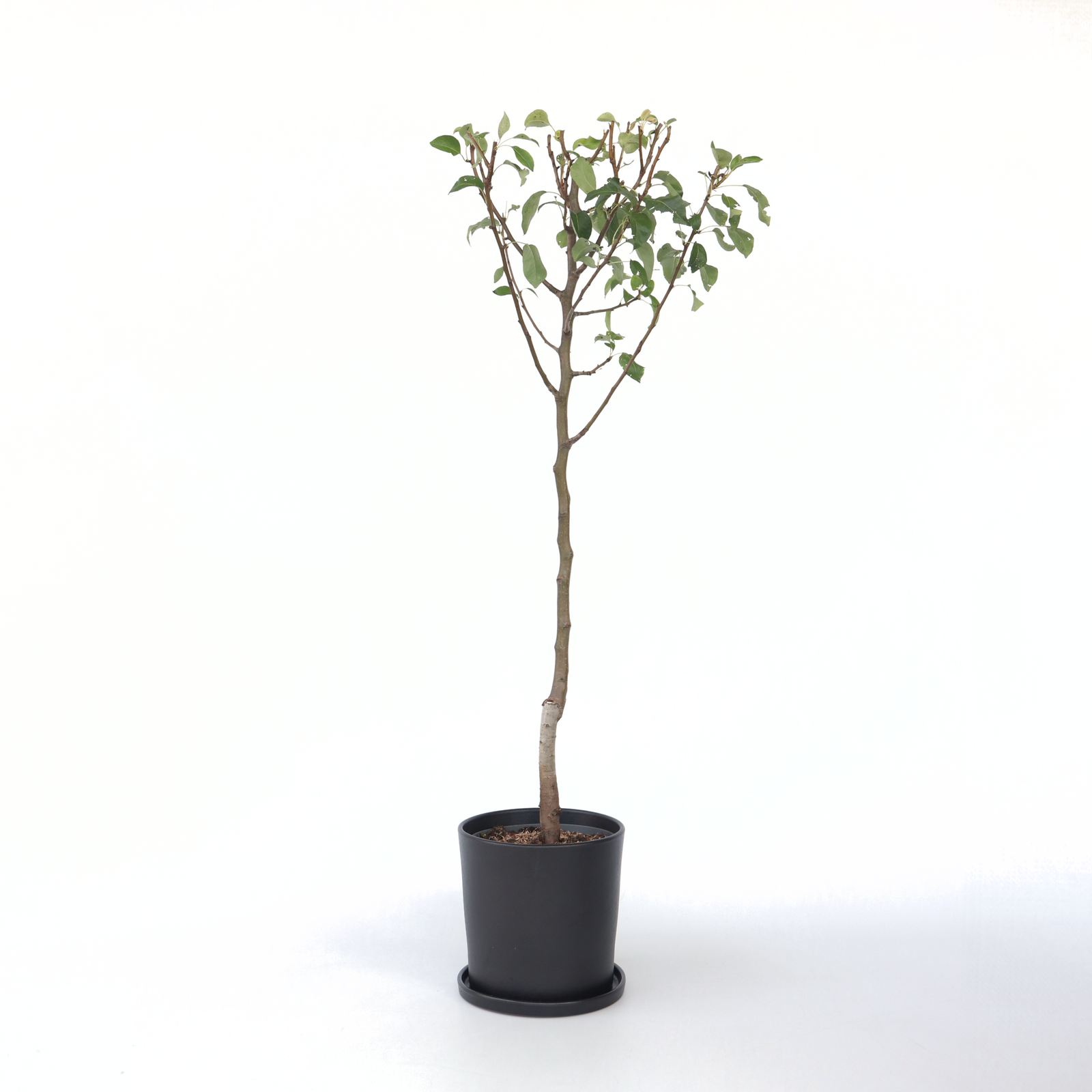 Pear Tree - Pyrus Communis 'conference' - Height 90-100cm - ⌀21cm