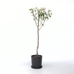 Pear Tree - Pyrus Communis 'conference' - Height 90-100cm - ⌀21cm
