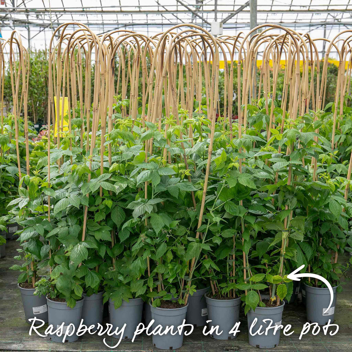 Thornless Raspberry 'joan J' - Compact Autumn-fruiting Primocane Bare Roots | Set of 3 | Scarlet