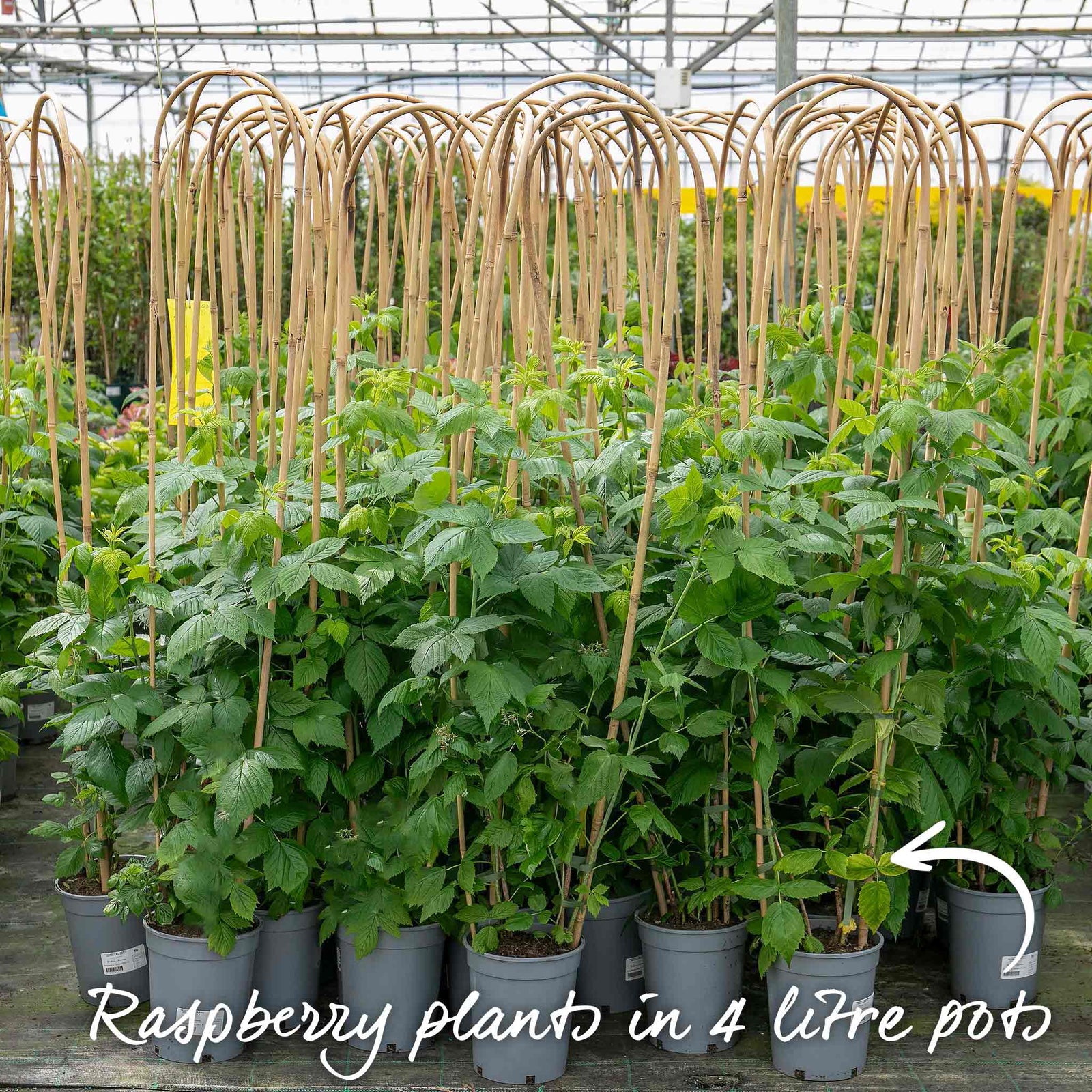 Raspberry 'cascade Delight' Summer Fruiting Plant | 5 x Bare Root | Red