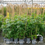 Thornless Raspberry 'joan J' - Compact Autumn-fruiting Primocane Bare Roots | Set of 10 | Scarlet