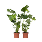 Swiss Cheese Plant - 2 Pcs. - Monstera Deliciosa - Height 50-60cm - ⌀17cm | Set of 2 | Green