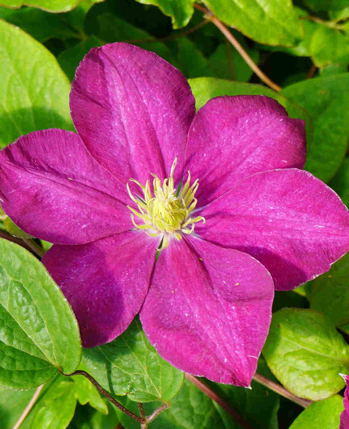 Clematis 'Sunset' - 7cm pot | 1 x 7cm | Pink