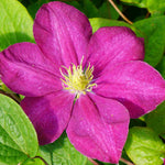 Clematis 'sunset' - 7cm pot | 3 x 7cm | Pink
