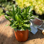 Leucanthemum 'crazy Daisy' Frilly Shasta Daisy Perennial | 3 x 9cm