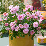 Rosa Amirose - Charming And Compact Groundcover 1 X 14cm Pot