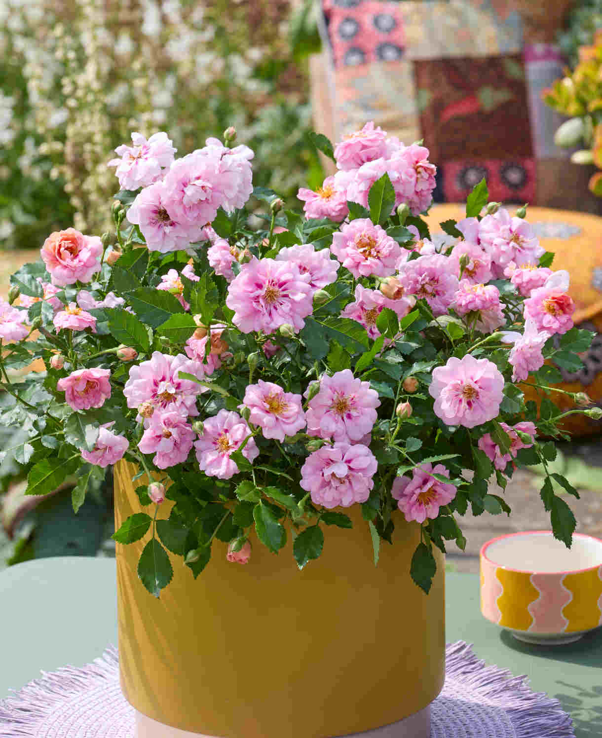 Rosa Amirose - Charming And Compact Groundcover