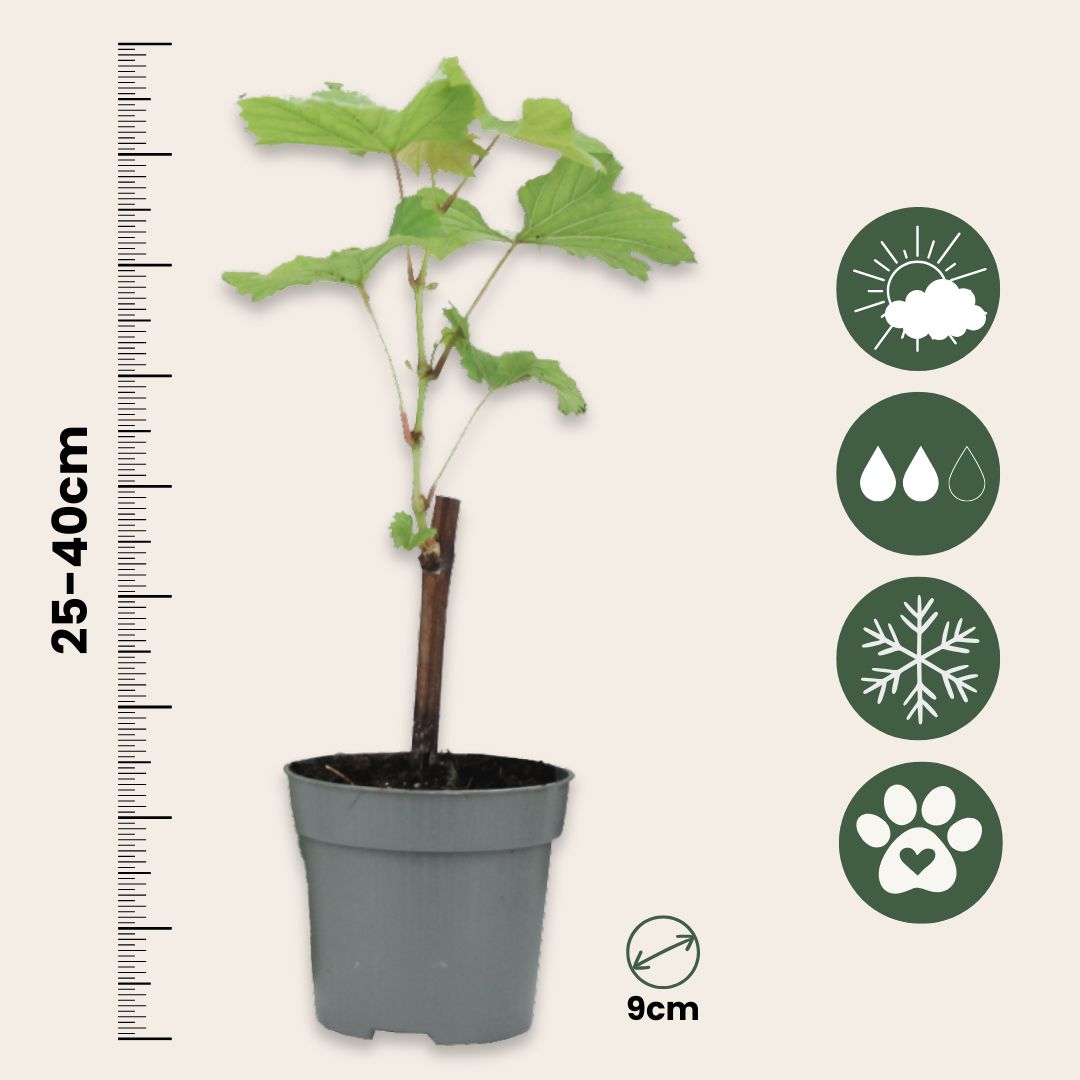 Common Grape Vine - 3 Pcs. - Height 25-40cm - ⌀9cm | Set of 3 | Blue