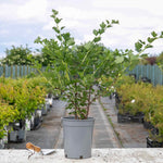 Gooseberry 'hinnonmaki Red' Tree-standard 120 Cm | 3 x Bare Root
