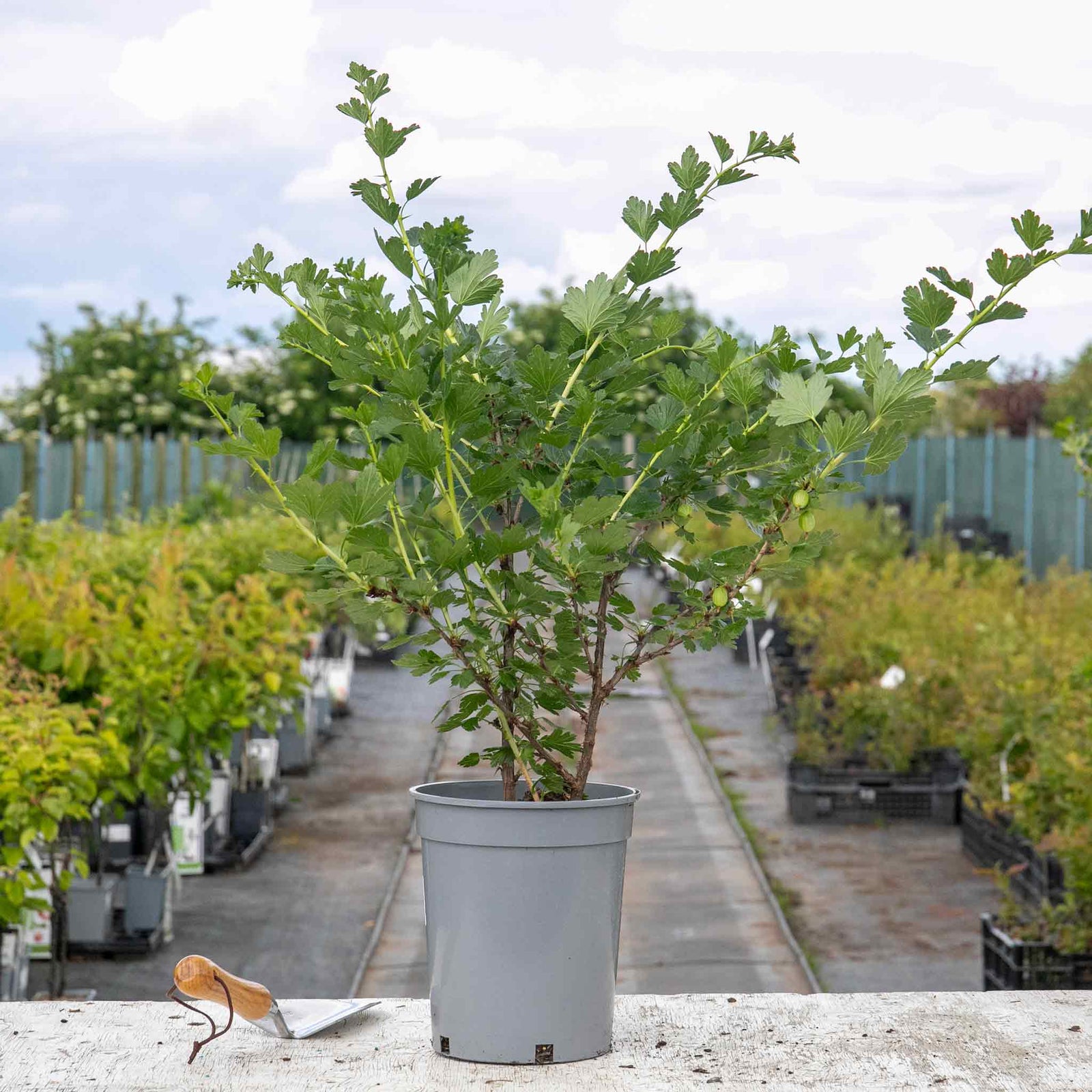 Gooseberry 'hinnonmaki Red' Tree-standard 120 Cm | 1 x Bare Root
