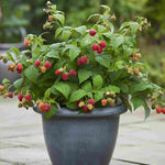 Hayloft Compact & Classic Berry Collection - 3 x 9cm pots. (1 of each)