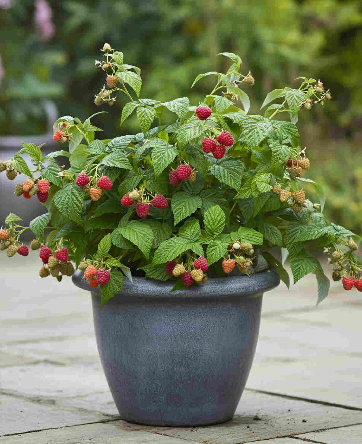 Hayloft Compact & Classic Berry Collection - 3 x 9cm pots. (1 of each)