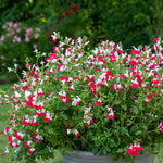 Salvia Little Kiss 2l Perennial | Set of 1 | Green & White