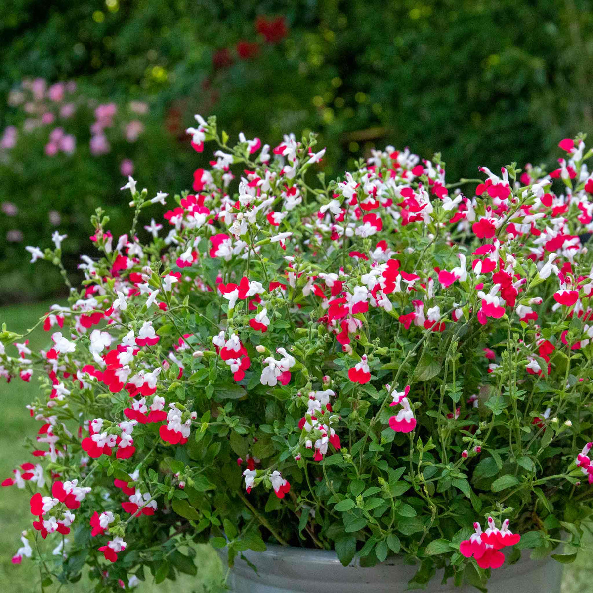 Salvia Little Kiss 2l Perennial | Set of 1 | Green & White