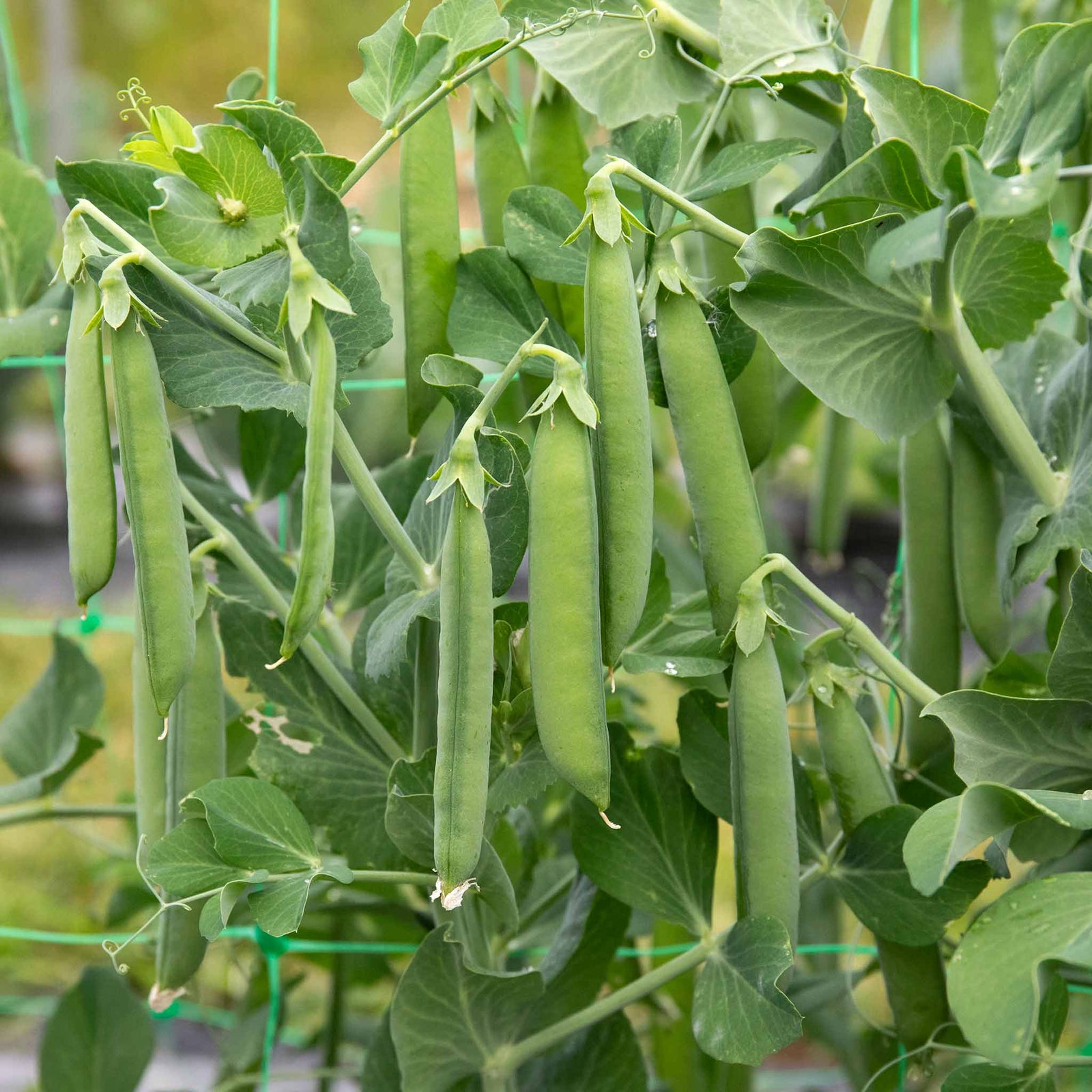 Pea 'alderman' Maincrop - Multi-sown Despatched From May | 12 x Plug Plants | Green