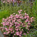 Hydrangea Scandens First Love - 12cm pots | Set-of-1 | Pink